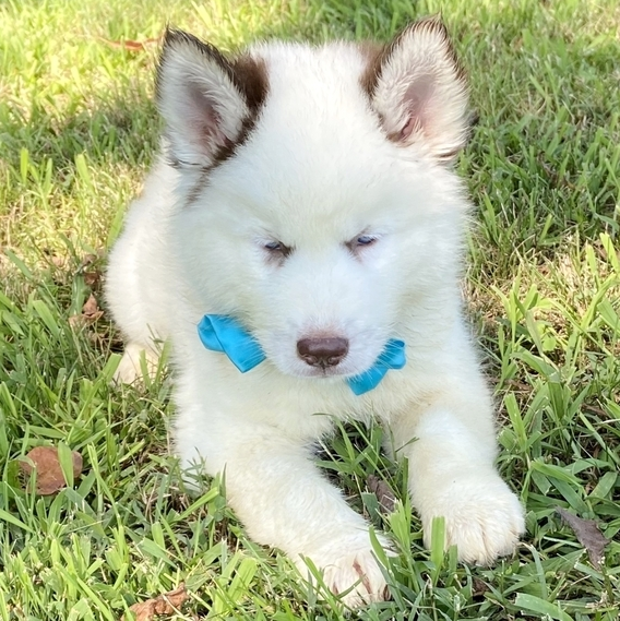 comprar cachorros sanos, baratos y asequibles para la venta